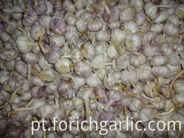 Crop 2019 Jinxiang Normal Garlic